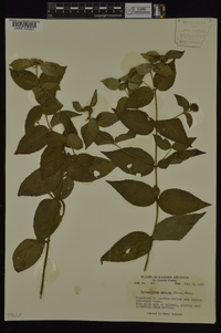 Pycnanthemum muticum image