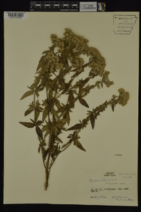 Pycnanthemum pilosum image