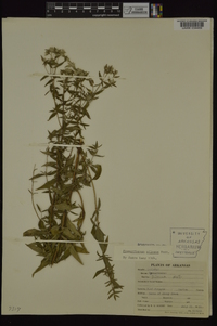 Pycnanthemum pilosum image