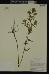 Pycnanthemum verticillatum image