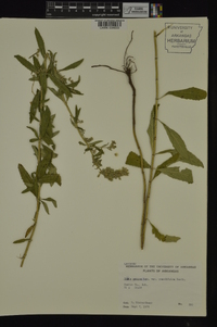 Salvia azurea image