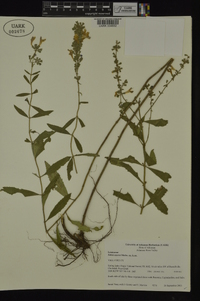 Salvia azurea image