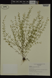 Clinopodium arkansanum image