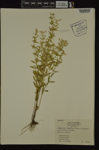 Clinopodium arkansanum image