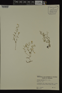 Clinopodium arkansanum image