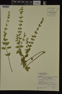 Scutellaria cardiophylla image