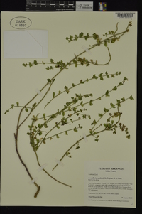 Scutellaria cardiophylla image