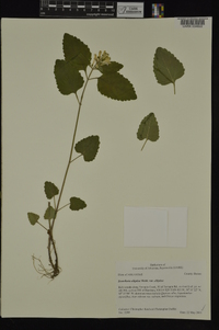 Scutellaria elliptica var. elliptica image