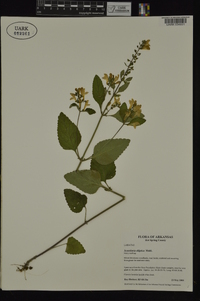 Scutellaria elliptica image