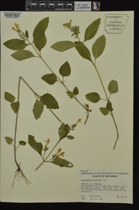 Scutellaria elliptica image