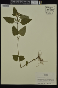 Scutellaria elliptica image