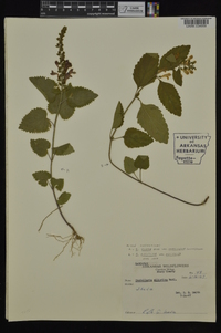 Scutellaria elliptica var. elliptica image