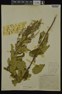 Scutellaria incana image