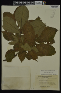 Carya ovata var. ovata image