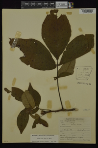 Carya ovata var. ovata image