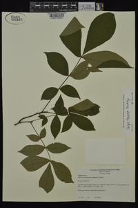 Carya texana image