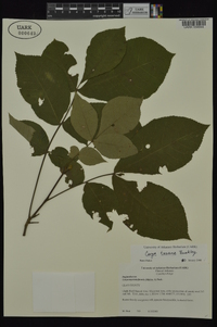 Carya texana image