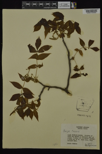 Carya texana image