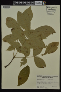 Carya texana image