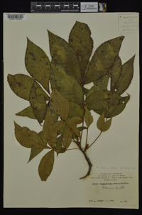 Carya texana image