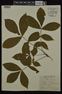 Carya texana image