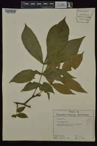 Carya texana image