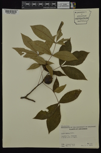 Carya texana image