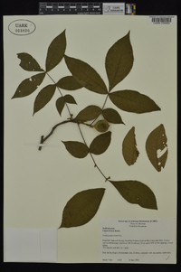 Carya texana image