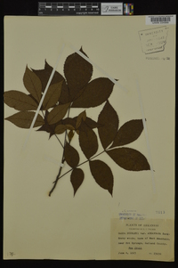 Carya texana image