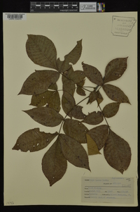 Carya texana image