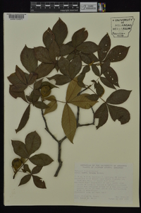 Carya texana image