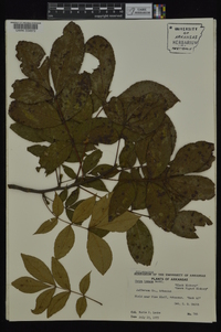 Carya texana image