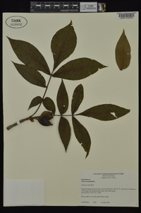 Carya texana image