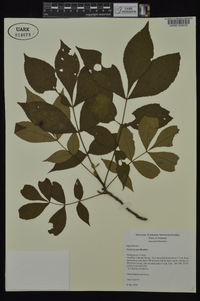 Carya texana image