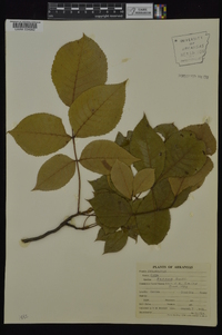 Carya texana image