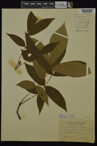 Carya texana image