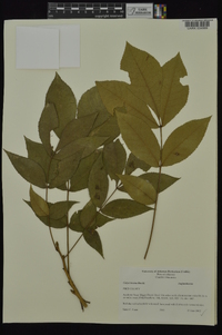 Carya texana image