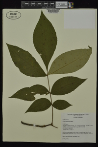 Carya texana image