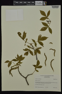 Carya texana image