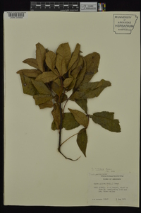 Carya texana image