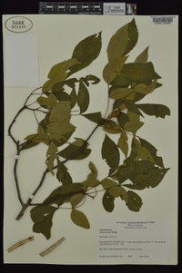 Carya texana image