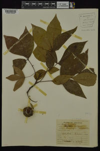 Carya texana image