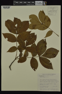 Carya texana image