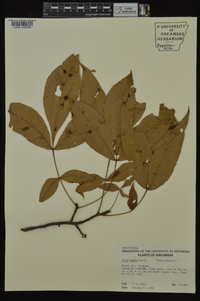 Carya texana image