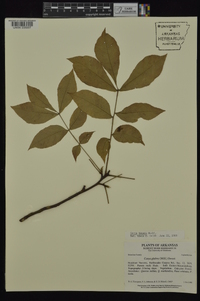 Carya texana image