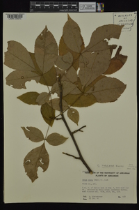 Carya texana image