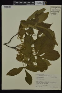 Carya texana image