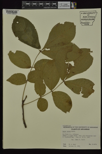 Carya texana image