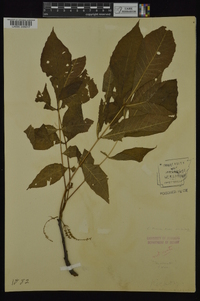 Carya texana image