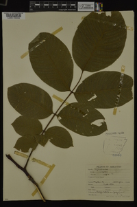 Juglans regia image